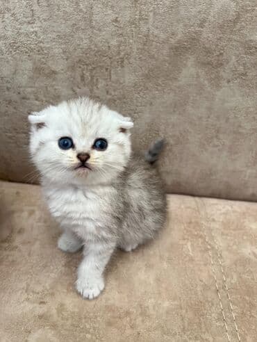 şirin pişik: Шиншилла, Самец, Самка, Платная доставка, Самовывоз — 2