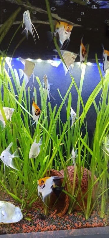 Gəmiricilər: Böyük həcmli akvarium komplekti - Şüşə akvarium: ön və yan tərəfləri — 10