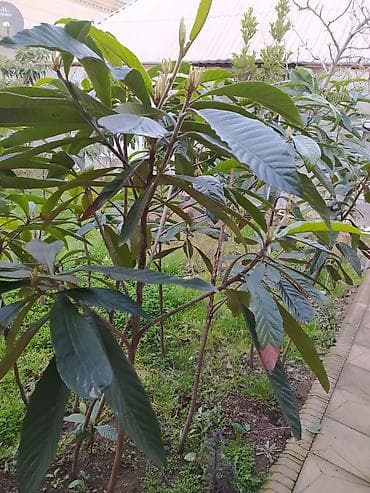 zire bitkisi: Nespoli (Eriobotrya japonica) fidanları - Bitki tipi: Həmişəyaşıl — 3