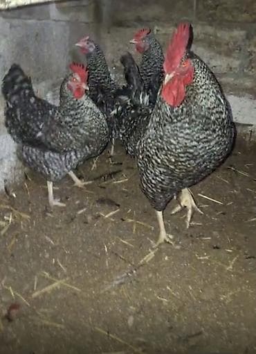 satılık akvaryum balıkları: Orginal çil xarko toyuq cüceleri satilir qiymet yumurta 1cüce 2 manat — 1