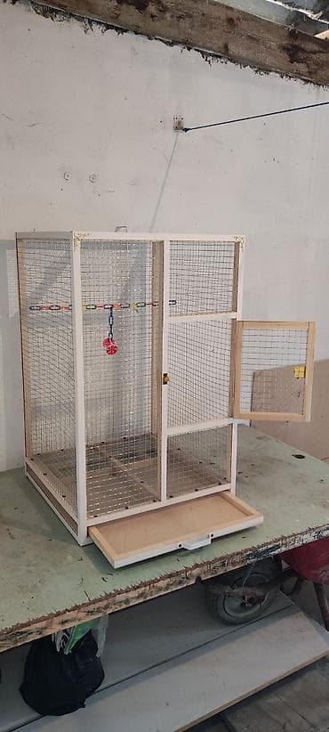 Gəmiricilər: Papuqay,dovşan,hamster,şinşila,bildirçin,cücə,xamyak,pişik,quş,tısbağa — 2