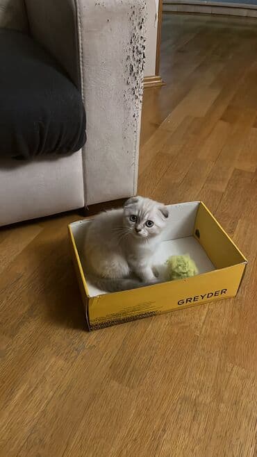 шотландская вислоухая кошка цена в баку: Şotland yastı qulaq, Erkək, Dişi, Ünvandan götürmə — 5