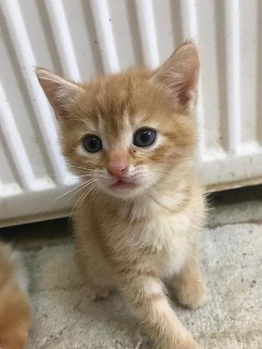 Gəmiricilər: Oynagan şirin erkek bala — 2