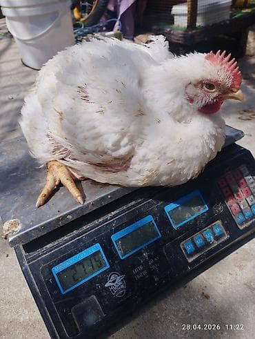 toyuq adları: Toyuq, Broyler, Ətlik — 1