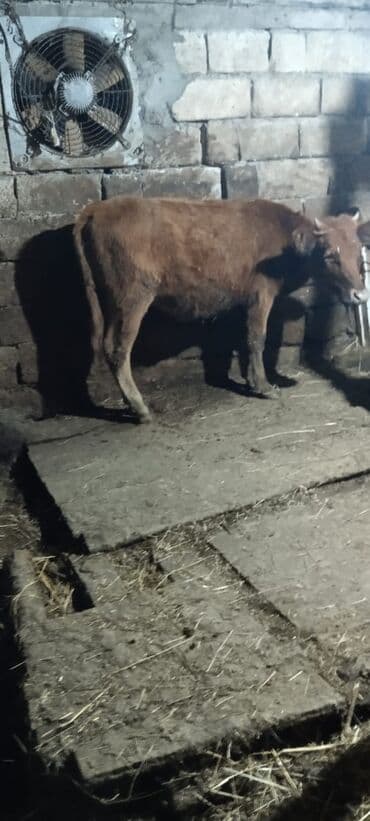 Digər kənd təsərrüfatı heyvanları: Dana, buzov, Dişi, ay: 6, 65 kq, Damazlıq, Ünvandan götürmə — 2