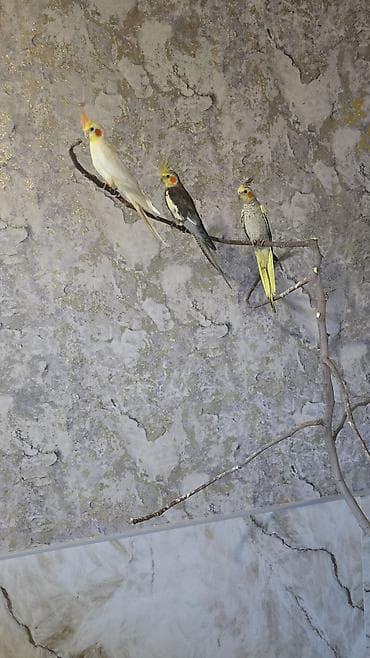 bildircin az: Nimfa (Cockatiel) papaqları – müxtəlif rənglər Təsvir: - Şəkillərdə — 4