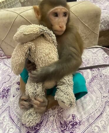 продажа домашних животных: Karlik makaka rezus satılır. Erkəkdir. 1 yaşı yoxdur. Ailədə 35-40 il — 3