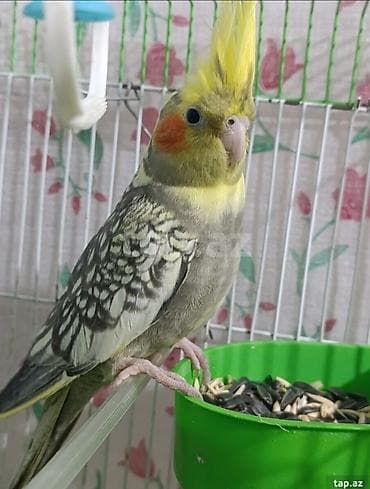 xoruz satisi: Sağlam korella quslari satilir.ata ana 1 bala .qefesle birlikde 150 — 2