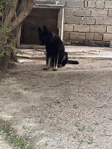itler pitpul: Alman çoban iti, Peyvəndli — 3