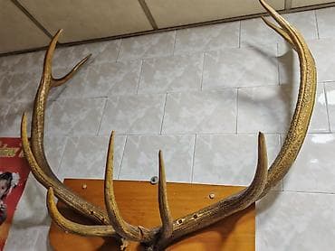 divar şəkli: Dekorativ maral buynuzu – divar paneli - Təbii maral buynuzları, iri — 2