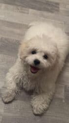 Pudel, 3 ay, Dişi lalafo.az -da Pudel, 3 ay, Dişi