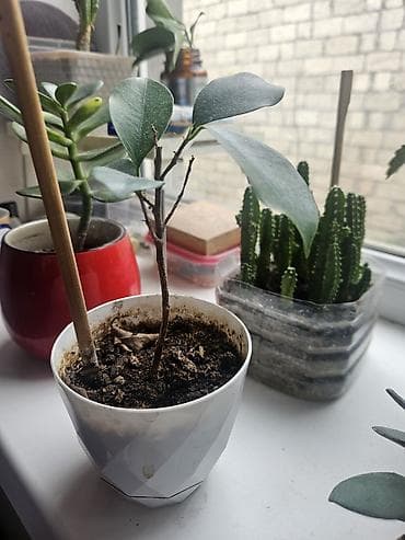 şam ağac: Dekorativ sukulentlər (pul ağacı) və kaktuslar. qiymətlərini qeyd — 10