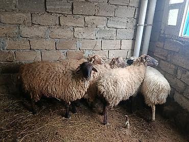 Gəmiricilər: Salam quzular satılır diri çəkinən 8 manatdan — 5