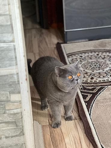 munchkin pişik: Boz tüklü balaca pişik balası - Cinsi: boz rəngli, qısa və sıx tüklü — 6