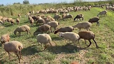 qusar heyvan satışı: Dişi, il: 1, Damazlıq, Pulsuz çatdırılma — 6