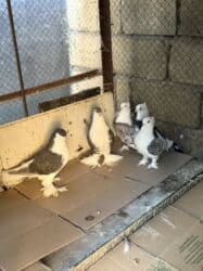 pişik su qabı: Dekorativ goyercinler satilir — 1