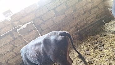 lal ördəklərin satışı: Saxlanmali mallardi ancaq cacap 0505314161 — 5
