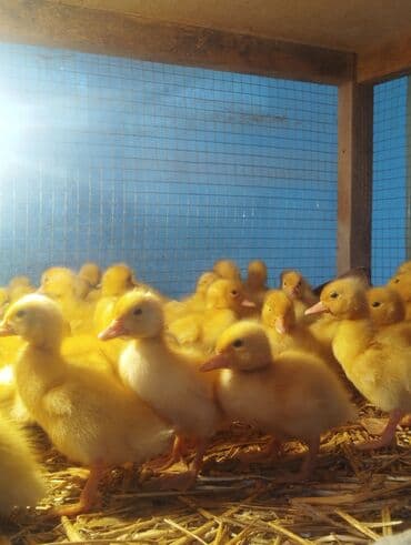 tısbağa balası: Ördək cücələri, Ətlik, Ünvandan götürmə, Ödənişli çatdırılma, Rayonlara çatdırılma — 6