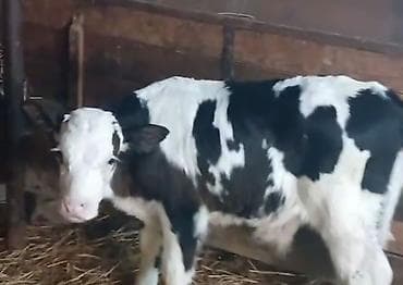 4 ədəd. buzov. ünvan Qazax . əlaqə vatsap