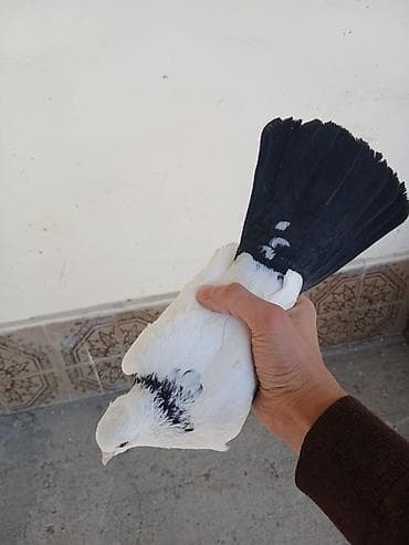 (Giymet elani reklam elemek meksediyle qoyulub) quslar saglamdi agbasi lalafo.az -da (Giymet elani reklam elemek meksediyle qoyulub) quslar saglamdi agbasi