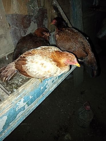 Akvariumlar: Temiz qizili noxudu cinsi feredi — 1