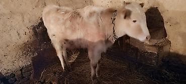 Телята: Satılır: 3-ü biryerdə, 2 si 3,4aya buğaya duracağ, digəri 1 illik — 4