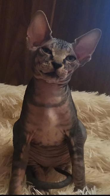 Sfinks, Erkək, Ünvandan götürmə — 9