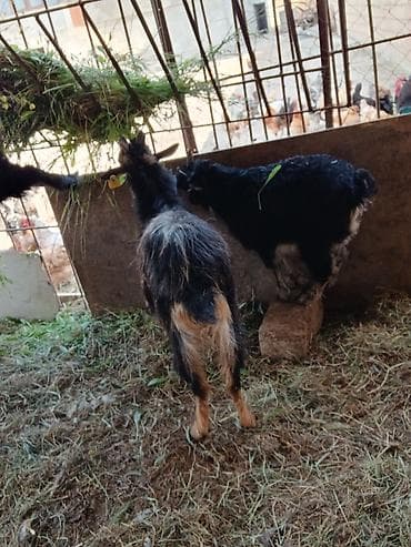 en ucuz uce: Ana bala bala erkey fevralda olub.ot yem yir - Növ: Yerli (dağ tipli) — 5