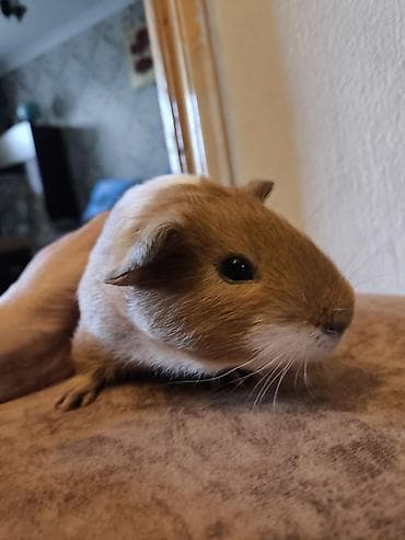 Cücə donuzcuq (guinea pig) – ağıllı, mehriban və sakit xasiyyətli ev — 2