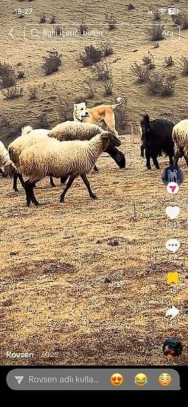 Fermer, Kişi, 60 yaş, Təcrübəsiz