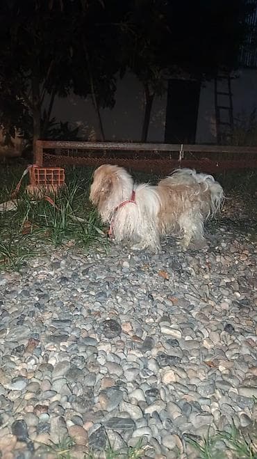İtlər: Pekines, 11 ay, Erkek, Peyvəndli, Ödənişli çatdırılma — 5