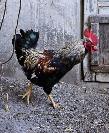 xoruzun nece rengi var: Sağlam və canlı xoruz. Rəngli tükləri, qırmızı darağı və parlaq — 1