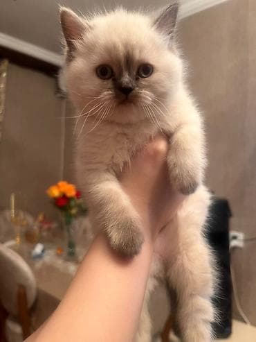 Şirin balaca pişiklər – evdə böyüdülmüş, tüklü və sakit xarakterli