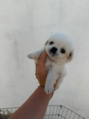 pekinesin qiymeti bazarda: Pekines, 3 ay — 1