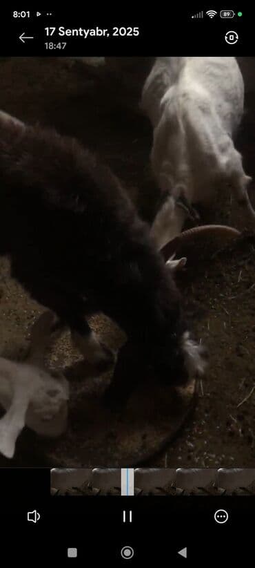 çəpiş əti: Ağ rəngli, buynuzlu keçi. - Cins görünüşü: yerli süd‑ət istiqamətli — 10