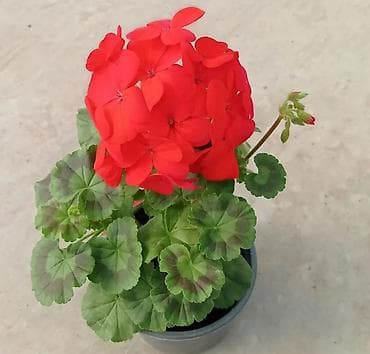 pion gülü: Geran zonali Topdan və pərakəndə satış 🌹Hər növ sərfəli dekorativ — 7