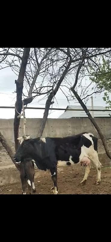 südlü iney: Simental tipli qara-ağ rəngli inək bala ilə birlikdə. - İri bədən — 2