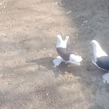 qizil qus: Kom 9 eded quşdu satişda 5 eded qoşa cep lelekli bir cüt yumrtaya — 3