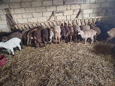 Qoyun/quzu sürüsü - Şəkillərdəki kimi müxtəlif rəngli quzular (ağ