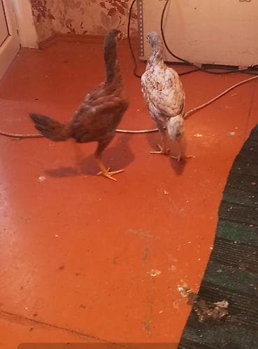 Toyuq cücələri, Damazlıq lalafo.az -da Toyuq cücələri, Damazlıq