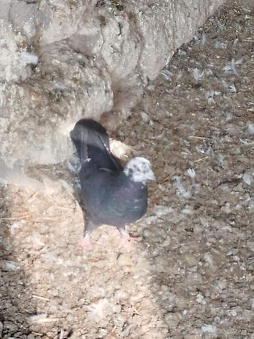 it balasi satisi: Salam tam sağlam quşlardir 5-10 azn arası — 4