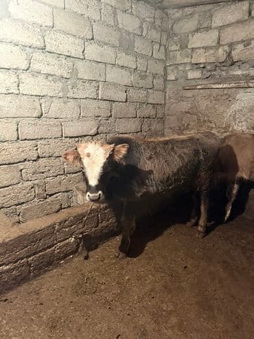 inək öd daşı: Məhsul: Dana (mal-qara) Təsvir: - Şəkillərdə müxtəlif rəng damarlı — 1