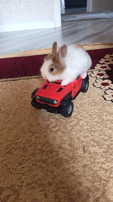 toyuq cücə satışı: Dovsan balalari topdan Ve tek satilir. Yerli ve cins balalar — 8