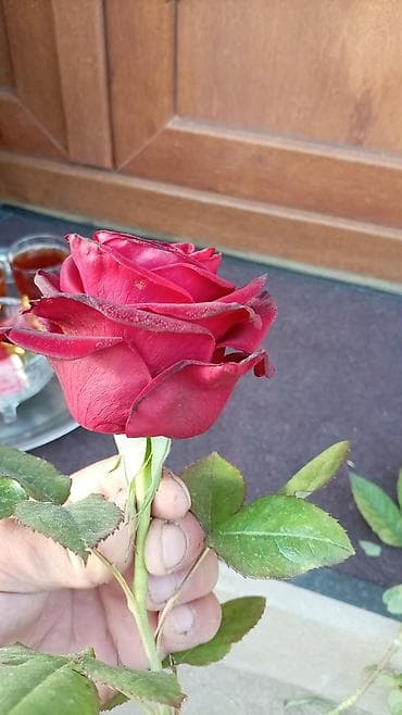 mal dili bitkisi: Qızıl gül, 101 buket sifarişi.Gül salonlarında 350<=>400 Azn — 7