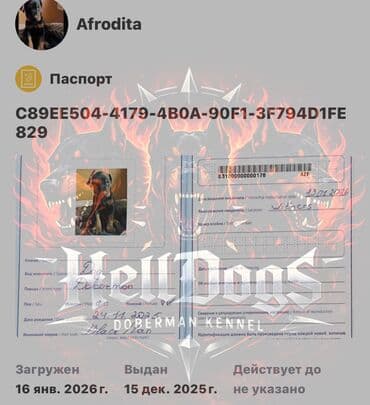 doberman it: Doberman, 1 ay, Dişi, Sənədli, Ünvandan götürmə — 6