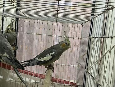 pitbull satisi: Salam Korella tutuquşuları satılır Baladılar hardasa 3-4 aylığdılar öz — 2