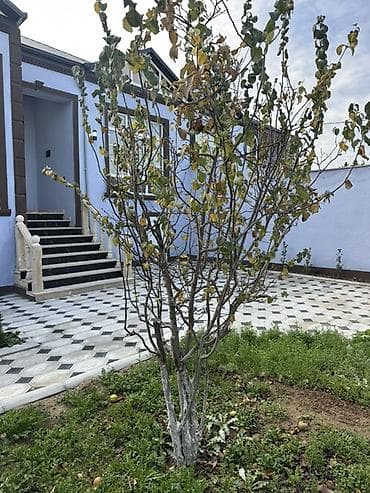rabocide satilan evler: Məmmədli 4 otaqlı, 130 kv. m, Kredit yoxdur, Yeni təmirli — 8