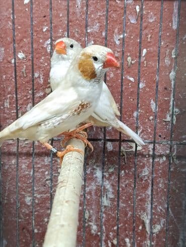 cennet qusu: Amadin quslari. saglam 2 cut izabel mutasya zebra amadin cut 60 manat — 5