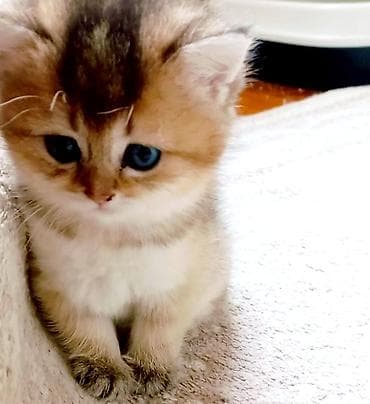 xas: Britan, Erkək, Yaxşı əllərə, Ünvandan götürmə — 5