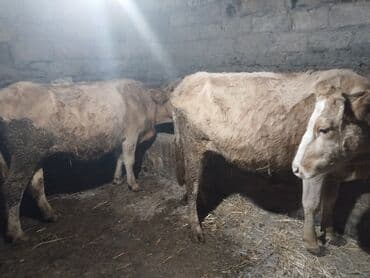 ala inek: Satışa iri buynuzlu heyvanlar - Növ: inək - Say: 2 baş (şəkillərdə — 4